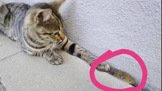 Katze spielt mit einer Maus