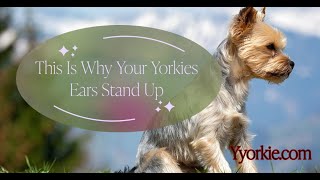 Yorkie Ears: Do They Always Stand Up Or Are Some Floppy? | Facts & Fiction