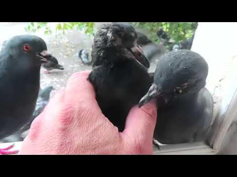 Голубь. Голубей кусает. Голубей кусает. Голубь с открытым клювом. Голубей кусает.