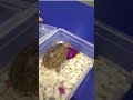 Turtle Kachwa Viralquote Viral Turtle Kachwa Viralquote Viral