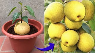 The method of breeding pears is extremely simple and unique | Relax Garden by Relax Garden 6,270 views 1 month ago 12 minutes, 52 seconds
