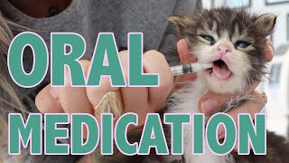 How to Safely Give Oral Medication to Kittens