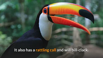 Toco Toucan Description, Characteristics and Facts!