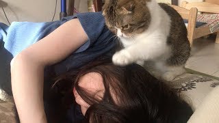 朝ごはんをねだる猫