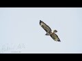 Mäusebussard im Gleitflug, common buzzard gliding