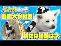 【秋田犬】看板犬が昇進？任命されたのは…/ハチ公生誕100年記念イベント！40頭が渋谷を散歩/生前のハチ公、新たな写真見つかる