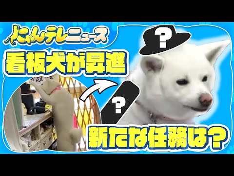 [Akita Dog] A mascot dog gets a promotion? Meet the new officer / Hachiko 100th anniversary event...