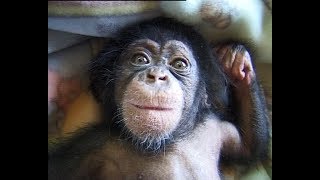 Cute and funny baby of chimpanzee