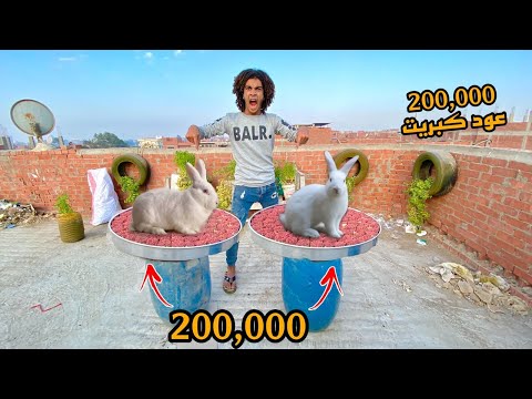 ولعنا 200 000الف عود كبريت في ارنب 