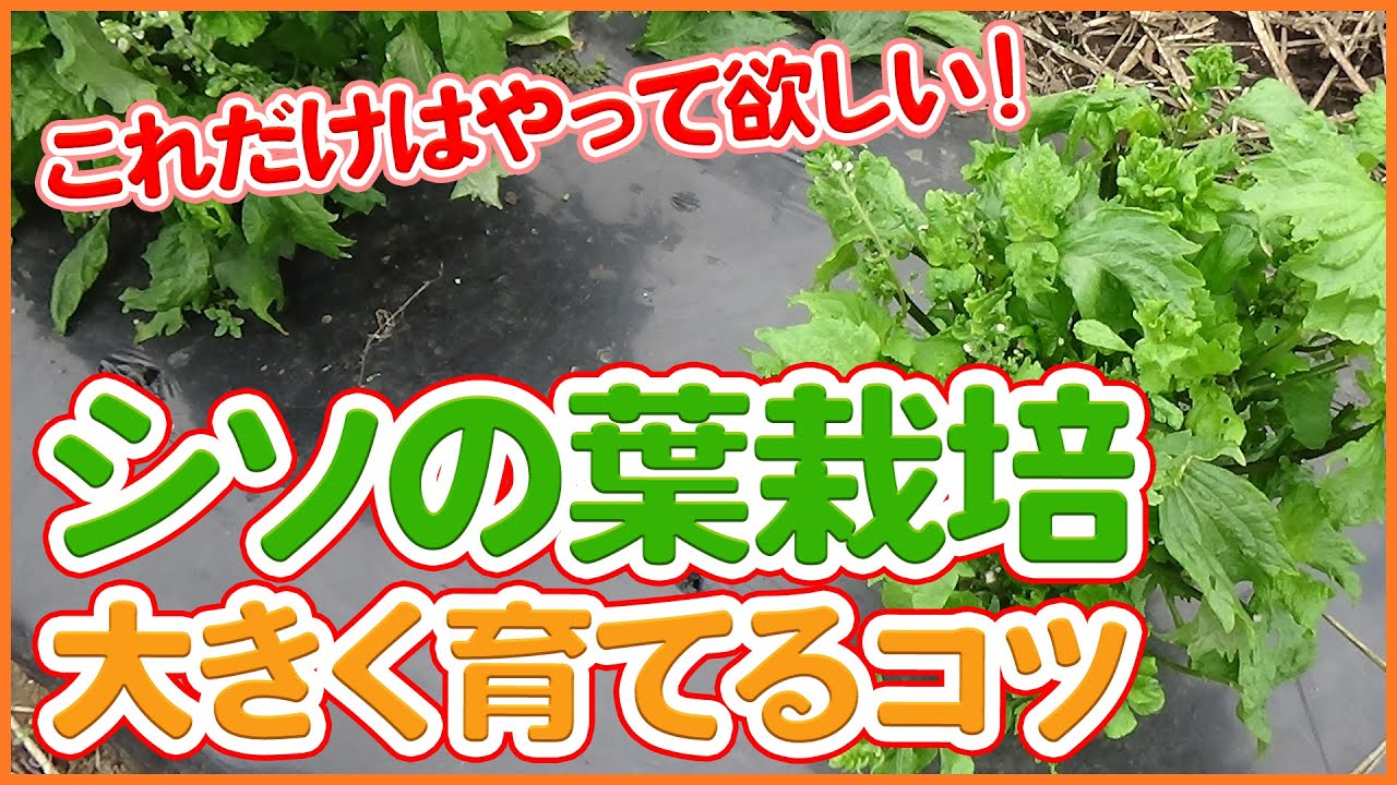 Tips For Enlarging Perilla Leaves Taught By Japanese Farmers Youtube