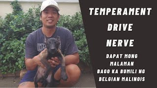 Vlog 136: PUPPY ASSESSMENT | #belgianmalinois #papsnikstv