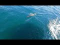 los delfines en la playa las animas puerto vallarta mexico