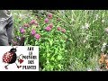 Conseils jardinage monarde pink lace comment faire la taille et lentretien plante vivace