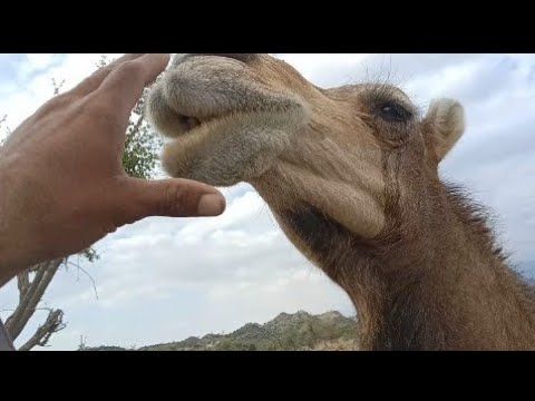 Akram Rind H kaka Akram rind 🥰 #بور #animals - YouTube