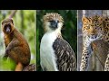 दुनिया के सबसे दुर्लभ जानवर | rarest animals in the world | rare animals