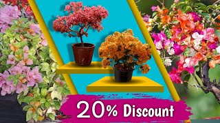 Top 10 Rare variety Bougainvallya Plants Available Now In garden of heaven 🌻 || Woholesale🥳👍...