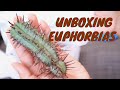 Euphorbias Unboxing Clyde Morris Succulents Euphorbias Unboxing Clyde Morris Succulents