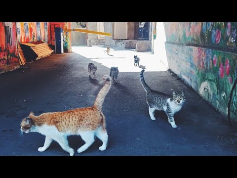 वीडियो: युवा बिल्लियों में मधुमेह जोखिम और रोकथाम - मोटा बिल्ली का बच्चा स्वास्थ्य जोखिम