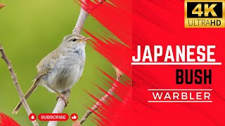 Japanese Bush Warbler | Birds Simple Videos | Beauty of universe | What have in universe by What have in universe 421 views 4 months ago 3 minutes, 22 seconds