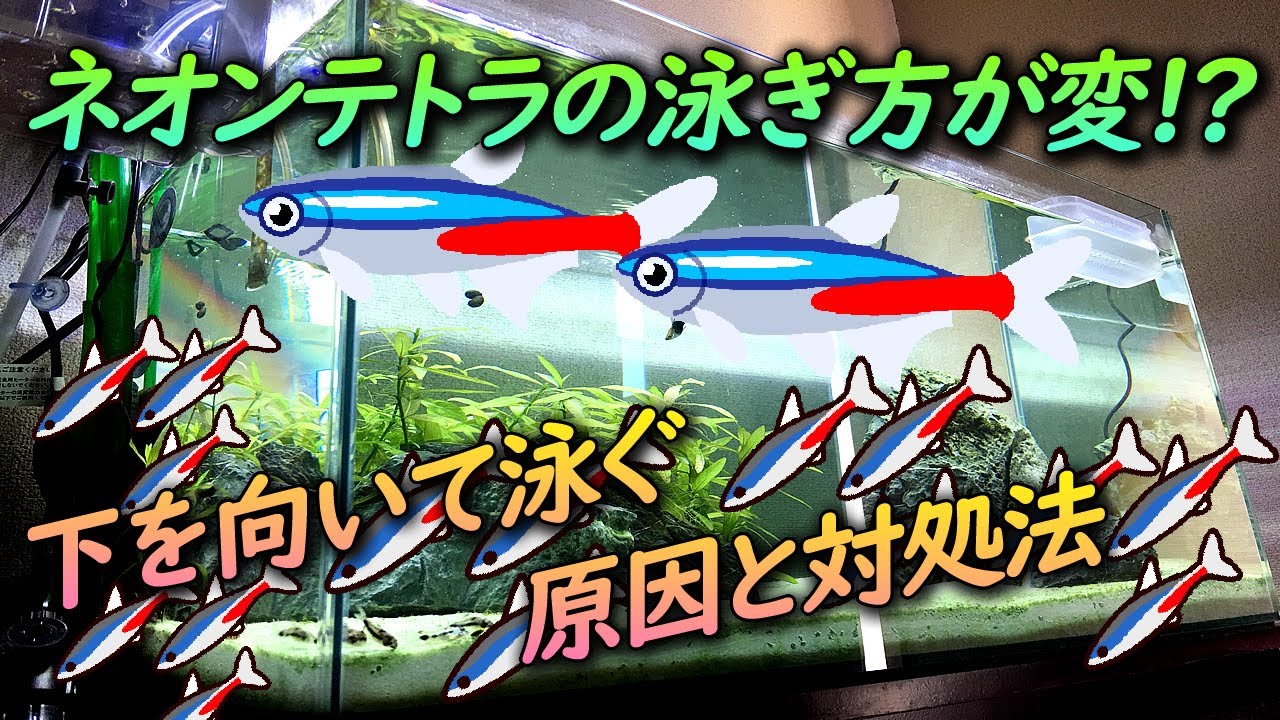 熱帯魚 ネオンテトラの泳ぎ方がおかしい 下向きに泳ぐ原因と対処法 Youtube