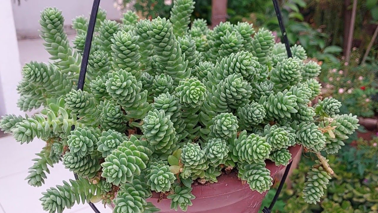 28 SUCULENTAS PENDENTES identificadas do Gênero SEDUM.