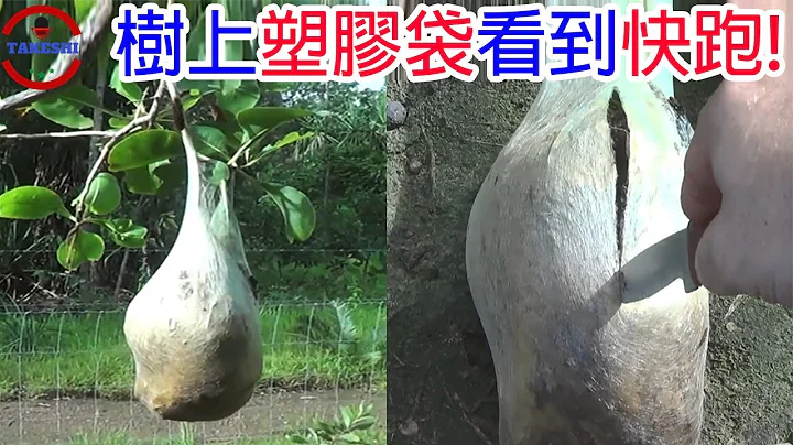 [TOP4]数个让人吓破胆的"生物之树" | 传说的木乃伊之树 | 如电影场景般的蜘蛛森林 - 天天要闻