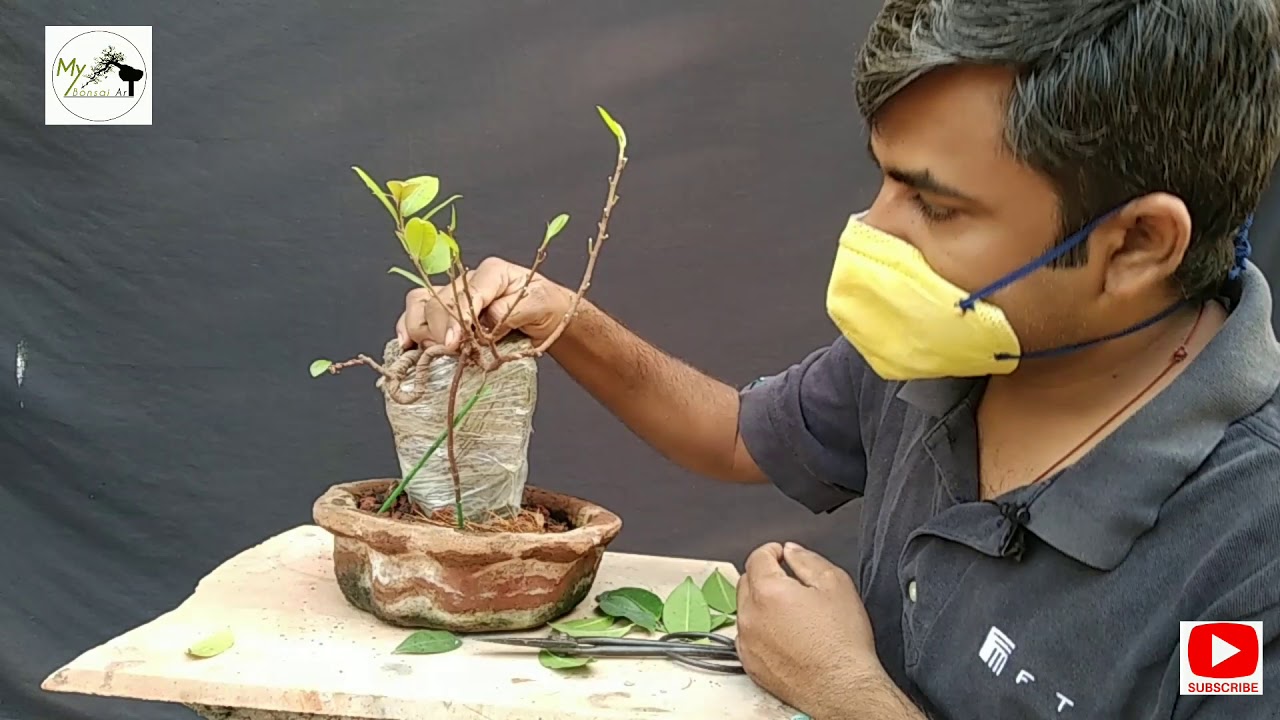 Prop Rootes Over Rocks Root over Rock Repotting - YouTube