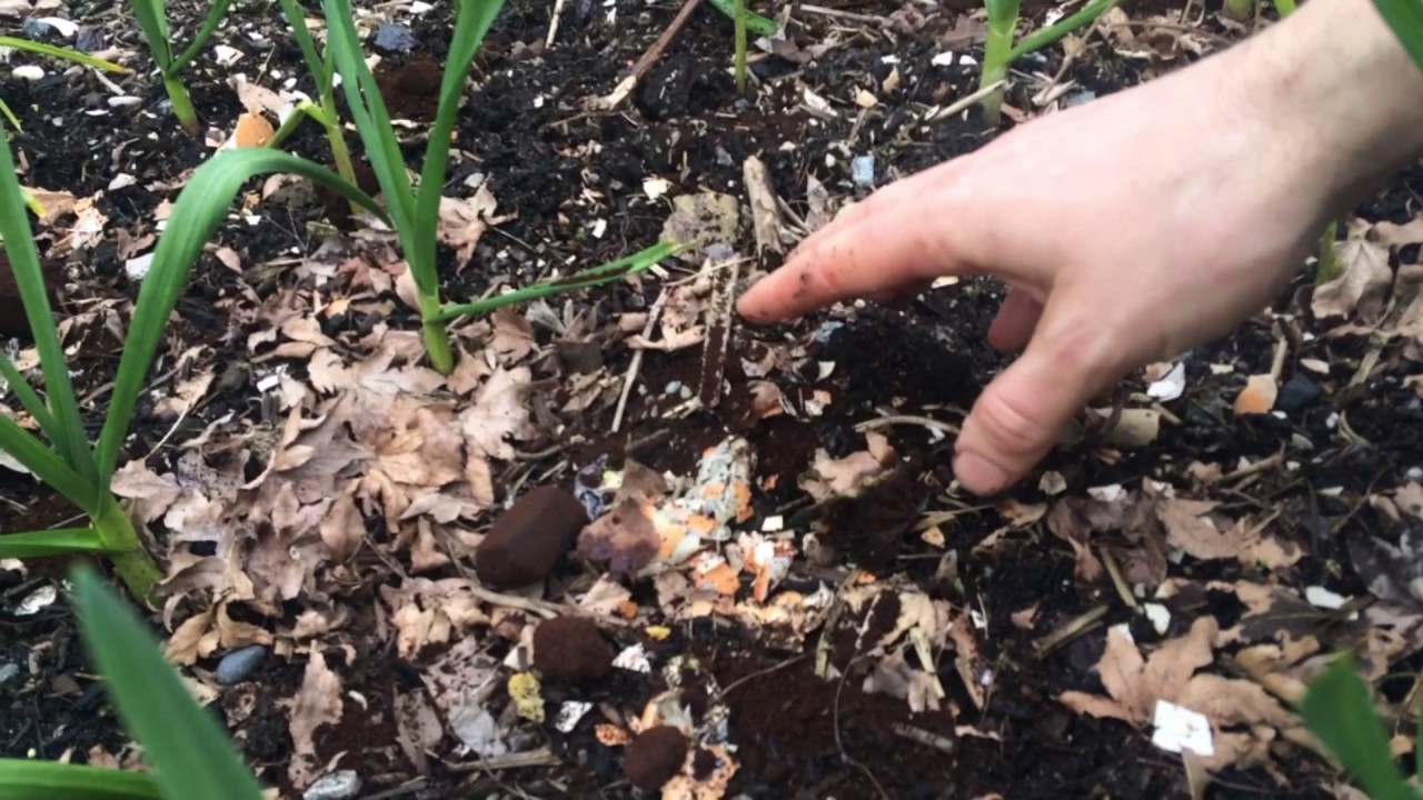 Urban Farming April 16 2017 Garlic Mulching With Coffee Grounds