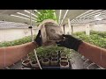 Grower POV: Dryback Tips During Veg