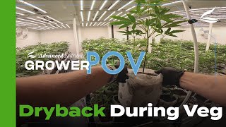 Grower POV: Dryback Tips During Veg
