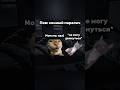 жду всех в тг кактус с евразии мем рекомендации Fypviral Fyp Cat жду всех в тг кактус с евразии мем рекомендации Fypviral Fyp Cat
