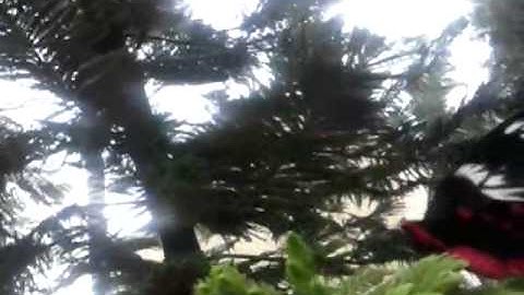 Nilam Cyclone And Our Garden