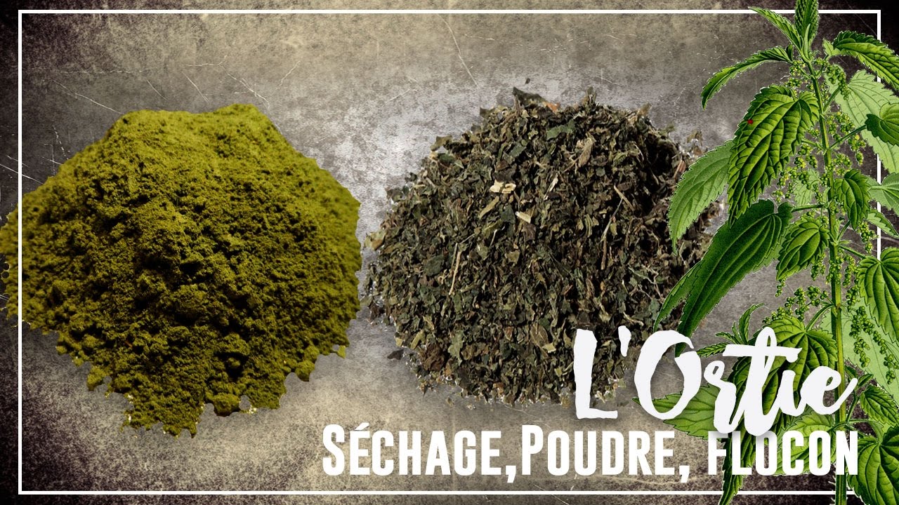 🌿PERMACULTURE : ORTIE, volet 3 "Comment réaliser une Poudre d'ortie