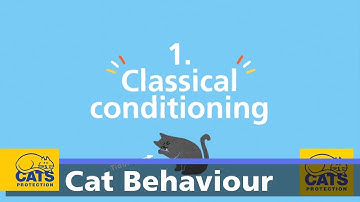 How cats learn - Biscuit Quest part one: classical conditioning