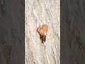 How Goats Can Climb Mountains рџђђ How Goats Can Climb Mountains рџђђ