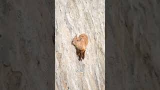How Goats Can Climb Mountains 🐐