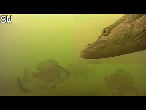 FIRST ICE Fishing Minnesota with UNDERWATER CAMERA (Multi Species