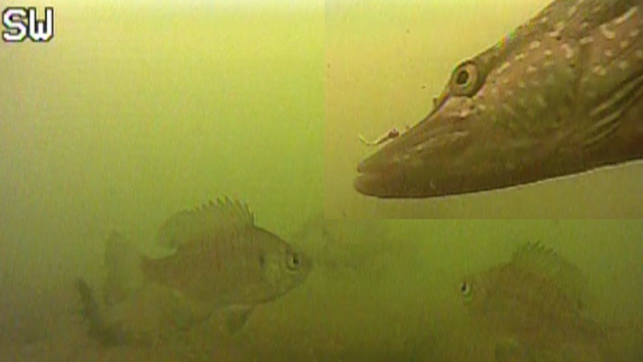 FIRST ICE Fishing Minnesota with UNDERWATER CAMERA (Multi Species