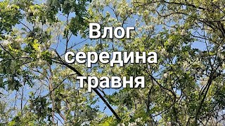 Середина травня/холодрига/рояться бджоли/справи домашні