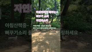 아침산책중~오늘은 꽃대신 뻐꾸기소리 힐링하세요~#뻐꾸기소리#힐링 #nature #자연의소리 기분전환