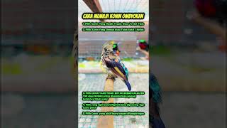 Download Lagu Cara memilih konin ombyokan #burung #kicauburunglovebird #kicaumania #burunglovebirds #burungkicau MP3 Download Lagu Cara memilih konin ombyokan #burung #kicauburunglovebird #kicaumania #burunglovebirds #burungkicau MP3