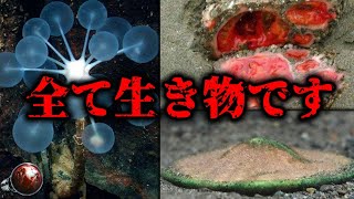 【閲覧注意】生物には見えない、異様な生き物 3選【ゆっくり解説】