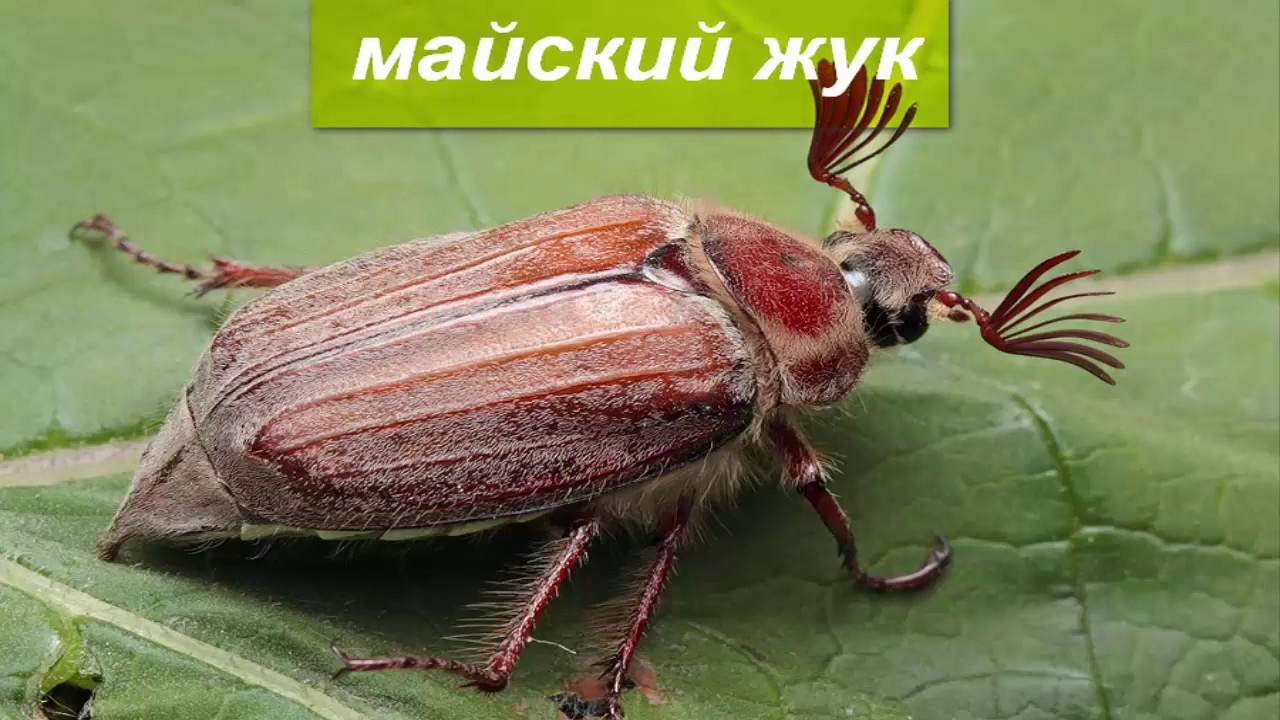 Развивающий мультик для детей - Изучаем насекомых. - YouTube