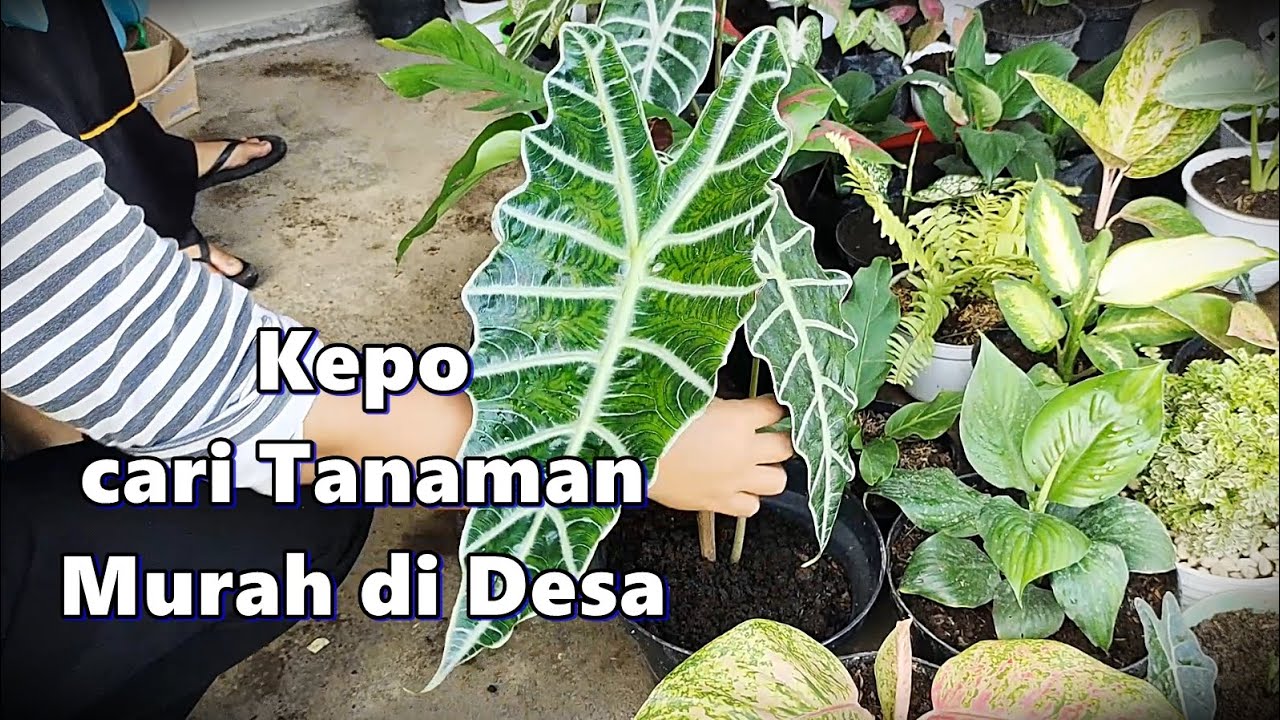Cari Tanaman Hias Murah Meriah Di Desa Part 3 Youtube
