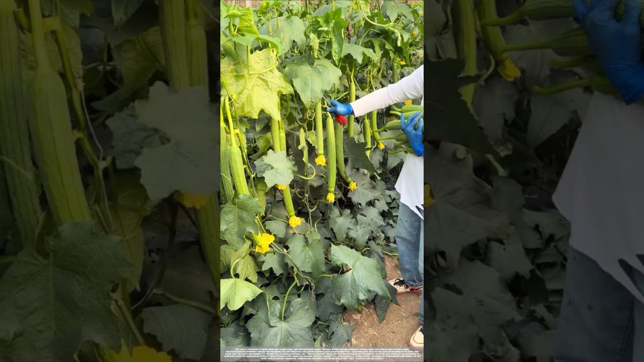 Agriculture Evolution: Why Vertical Growing Is the Ultimate Peak for Yield.