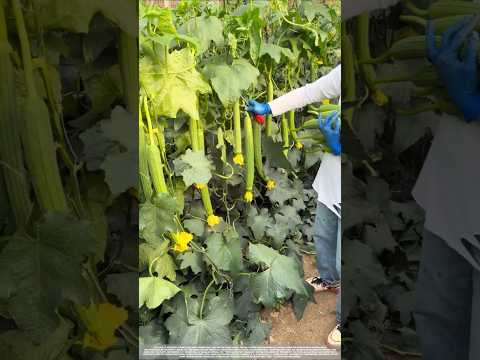 Agriculture Evolution: Why Vertical Growing Is the Ultimate Peak for Yield.