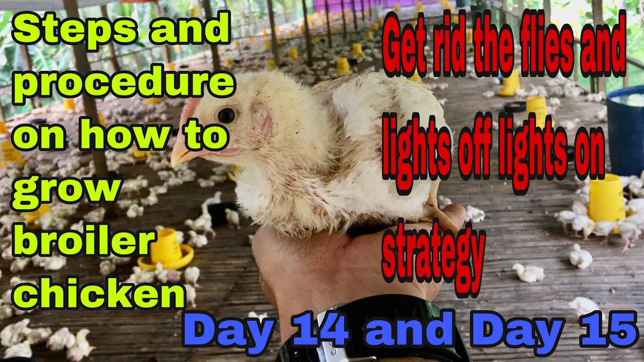 Steps and procedure on how to grow broiler chicken Day 14 and Day 15