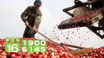 Xuất khẩu nông sản và "sức ép" an toàn thực phẩm I VTC16