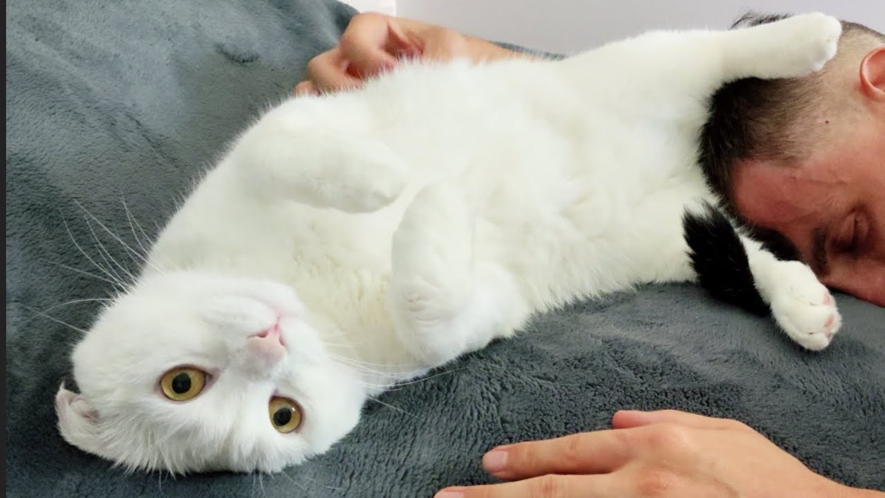 Who's the Boss? 😎 Cat Twist Attacks the Human! 😾👤