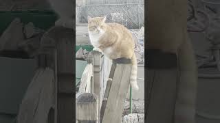 Chubby purching kitty #cutecats #kitty #orangecat #chubby #cats #cat #pets #cutepet #cutepets #pet